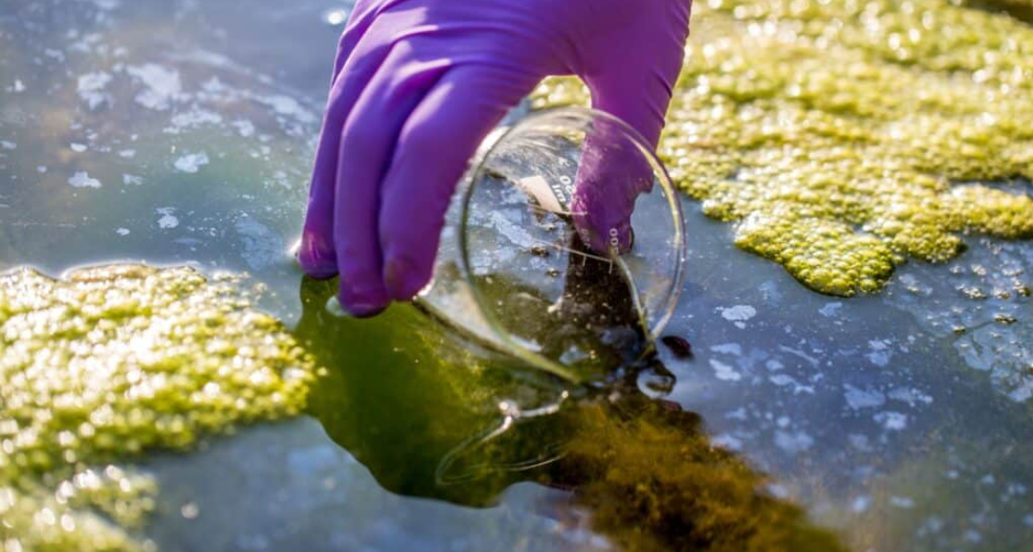Science Pub: Why Is My River Green? image