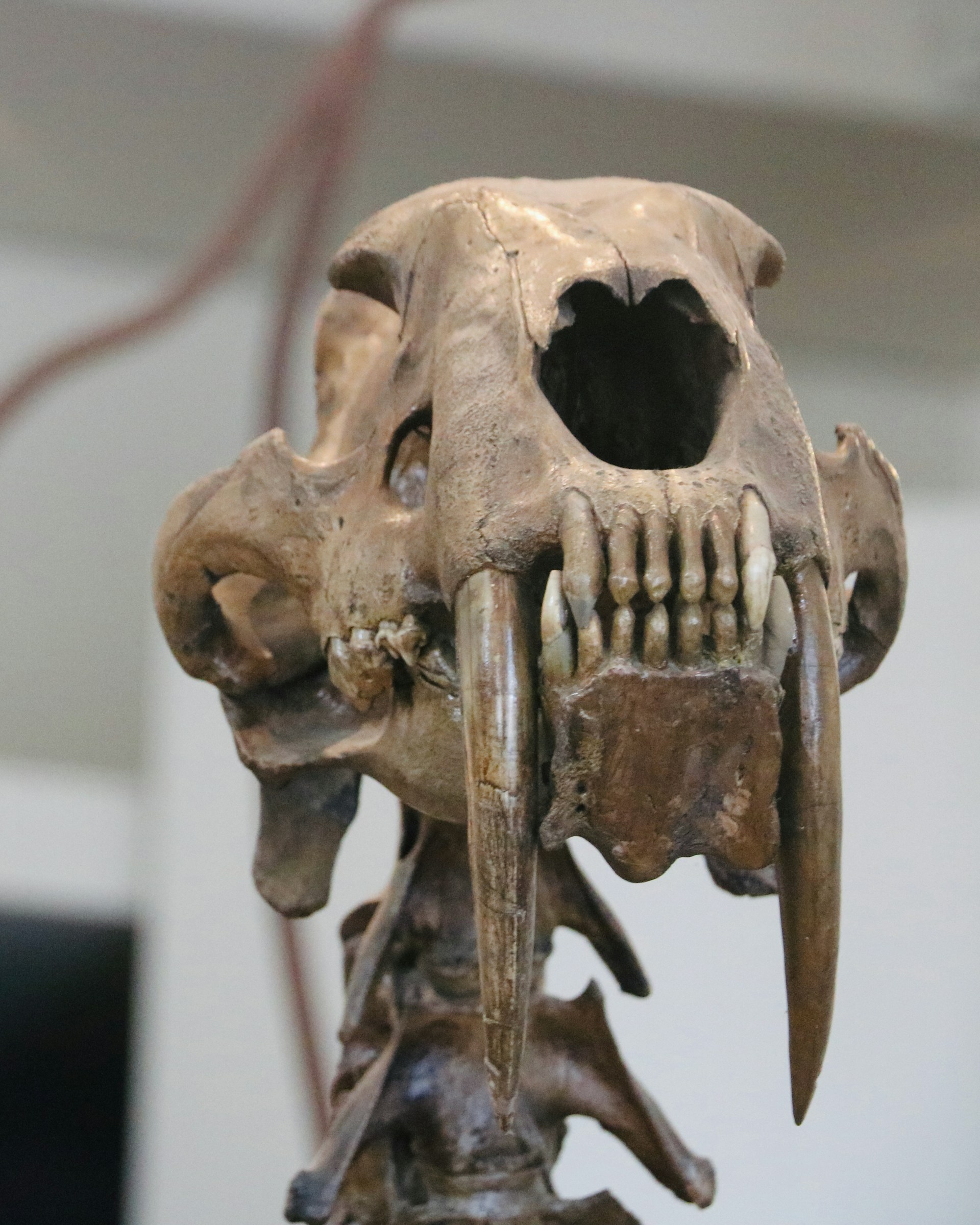 Science Pub: Nature’s Copycat: Convergent Evolution Throughout Time