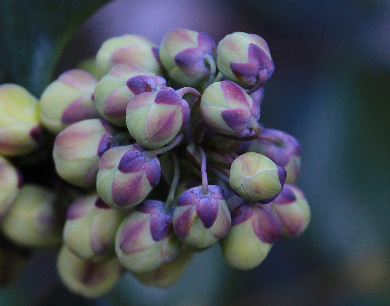 Science Pub: Uncommon Flora