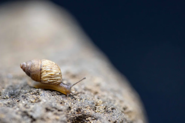 Reel Science: Snail Hunters