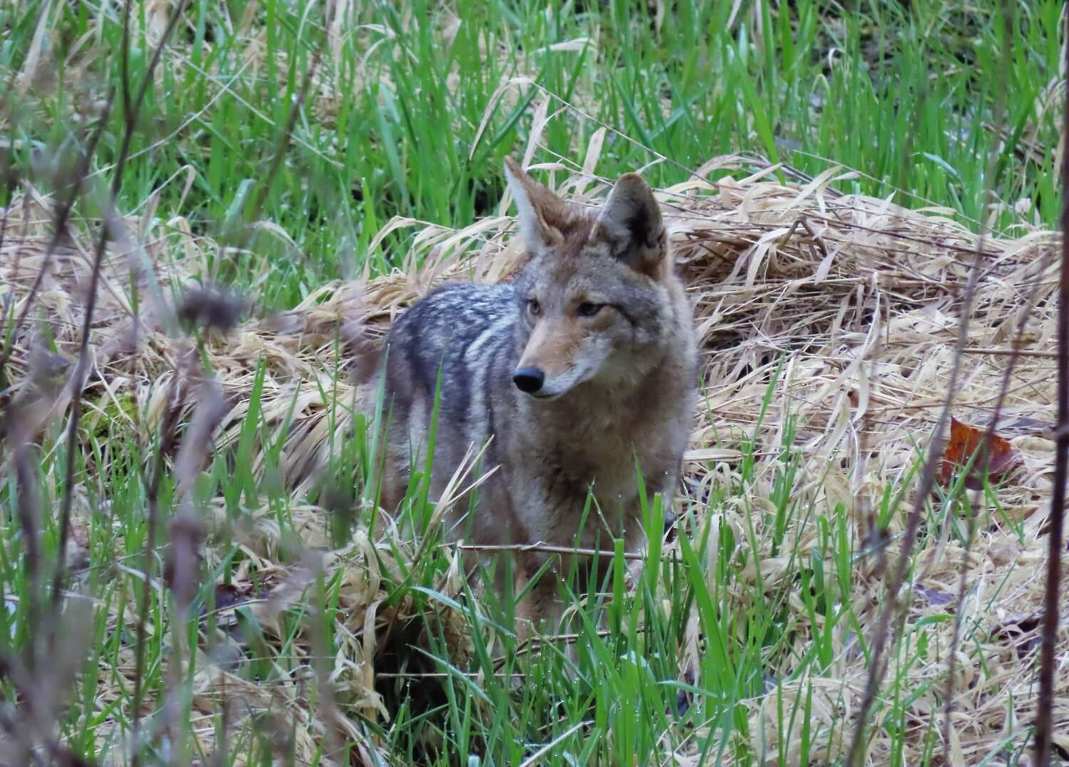 Our Coyote Neighbors: Getting to Know Portland’s Urban Canids