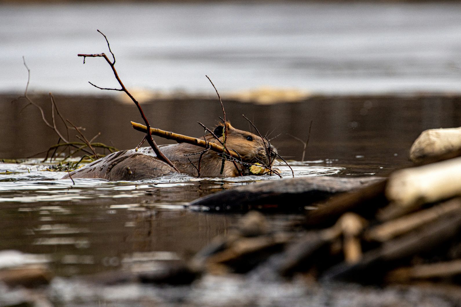 SciPub: Addressing Climate Change with Beavers image