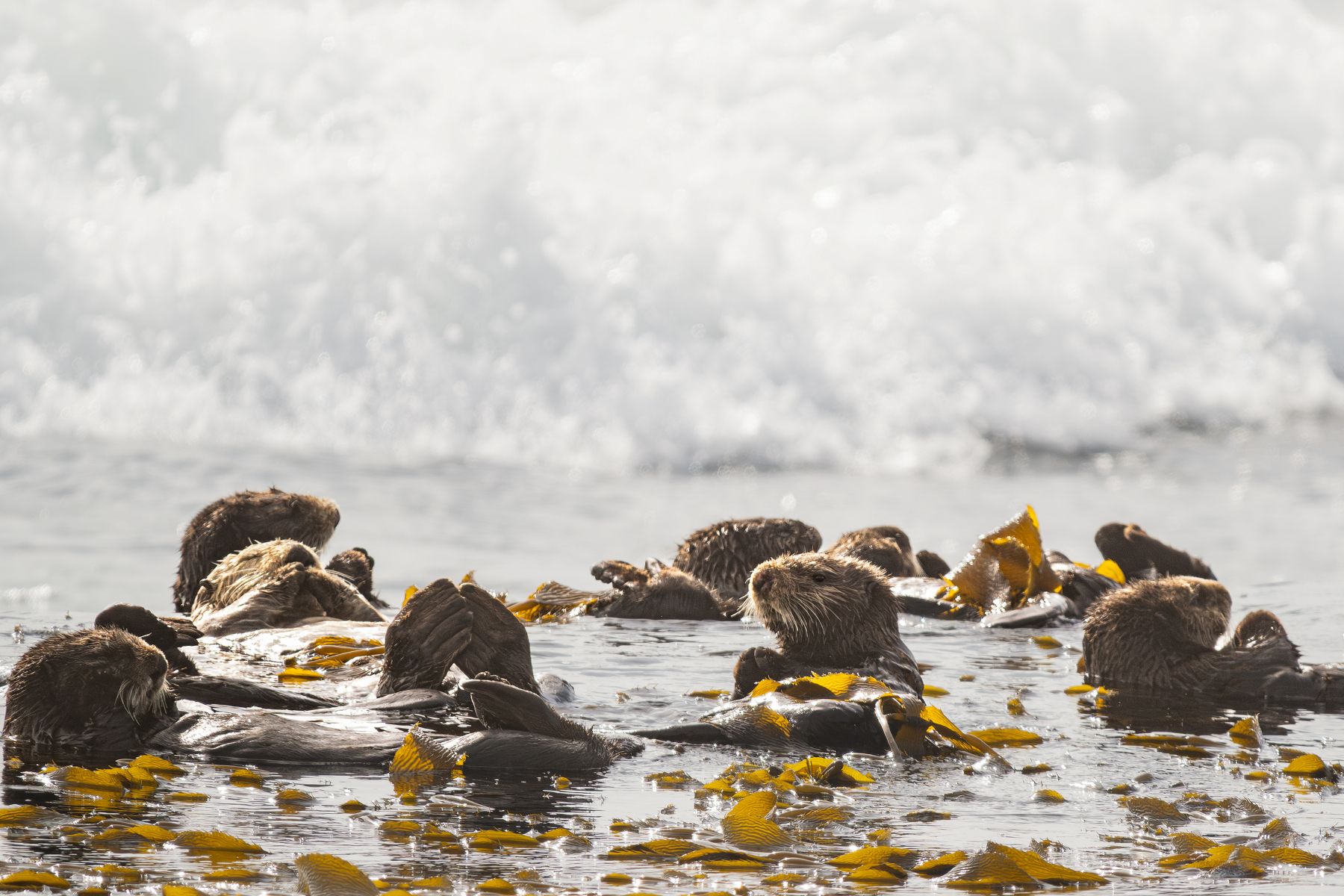Science Pub: Sea Otters image